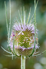 Dipsacus fullonum. Cardo de cardador, Cardencha.
