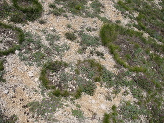 Interesting Crimean plants on the mountain ai-petri