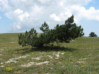 Beautiful coniferous trees on the mountain ai petri with green hills, blue sky and clouds