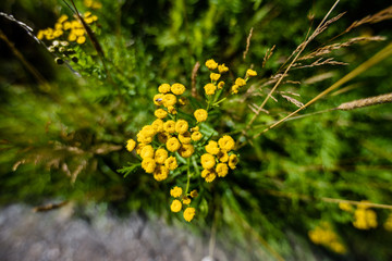 yellow flowers