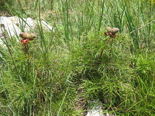 Interesting Crimean plants on the mountain ai-petri