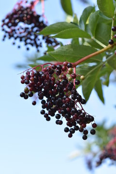 Grappe de baies de sureau noir (Sambucus Nigra)