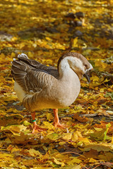 Swan Goose (Anser Cygnoides)