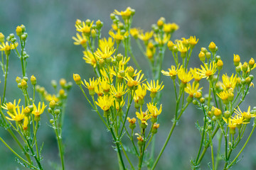 Dittrichia viscosa. Altabaca, Olivarda, Hierba mosquera. La Candamia, León.