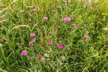 Lilac Flowering cornflowers, Centaurea scabiosa, in sustainably managed young nature reserve in development