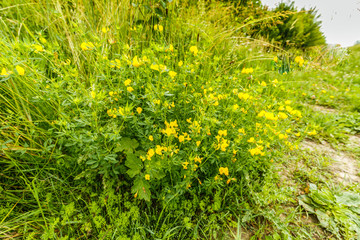 Flowering Lotus corniculatus with yellow red striped flowers in month of June in sustainably managed natural area with specific biotopes