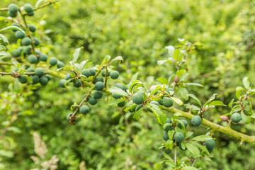 Unripe fruit of Blackthorn, Prunus spinosa, in spring month of June to branch of the plant