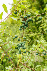 Unripe fruit of Blackthorn, Prunus spinosa, in spring month of June to branch of the plant