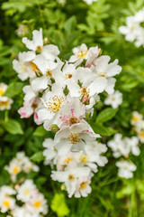Highly fragrant flowering climbing rose with bright white creame colored flowers in botanical sustainably managed nature reserve with vulnerable biotopes
