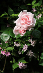 Pink rose and pink jasmine