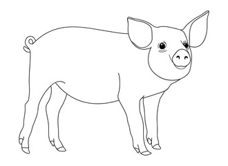 Vector pig isolated on white background