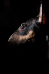 Fototapeta na wymiar Bull terrier