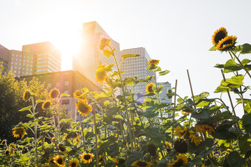 environnement jardin fleur ville quartier urbain tournesol ensoleillé soleil pousser vert nature