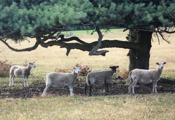 Sheeps under the tree
