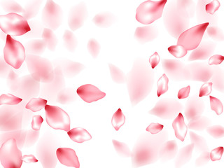 Pink sakura flower flying petals isolated on white vector background.