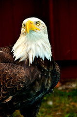  Bald Eagle