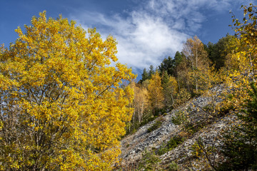 Fototapeta premium Autumn landscape at the morning park. Autumn leaves