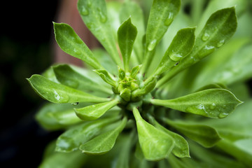 Ornamental Hemp cactus plant tree closeup