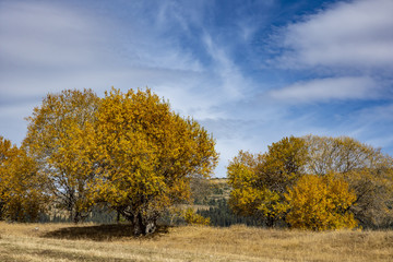 Fototapeta premium Autumn landscape at the morning park. Autumn leaves