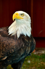  Bald Eagle