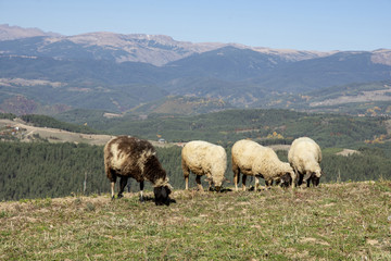 Obraz na płótnie Canvas Flock of sheep in green field near mountains.