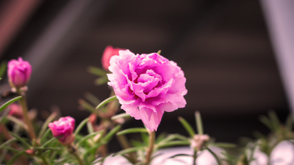Common Purslane, Verdolaga, Pigweed, Little Hogweed,Pusley