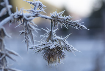 Flower in winter with frozen ice crystals