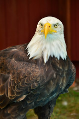  Bald Eagle