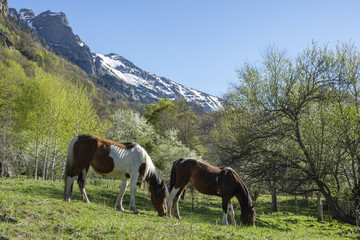 Fototapeta na wymiar Horses quietly grazing in a pasture on a farm