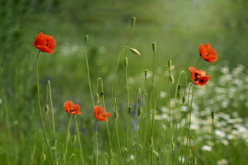 Papaver rhoeas, common, corn, Flanders, red poppy, corn rose, field is flowering plant poppy family Papaveraceae. Honey plants