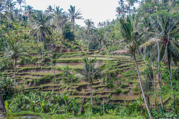 Terraced Rice Farming