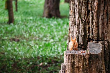 squirrels eat nuts on a stump in summer. place for textplace for text