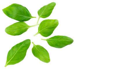 Fototapeta na wymiar Fresh green basil herb leaves isolated on white background