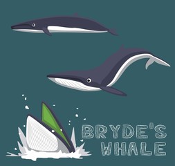 Obraz premium Bryde's Whale Cartoon Vector Illustration