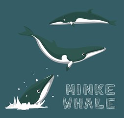 Obraz premium Minke Whale Cartoon Vector Illustration