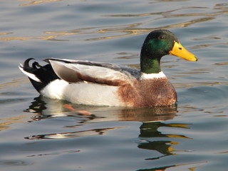 Obraz premium Duck