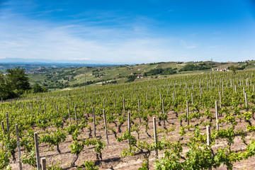 Fototapeta na wymiar Landschaft mit Rebbergen im Piemont, Italien