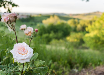 Landschaft mit Rebbergen im Piemont, Italien