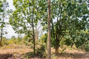 trees are in Rows at rural forest  looking awesome in sunny day morning in summer season.
