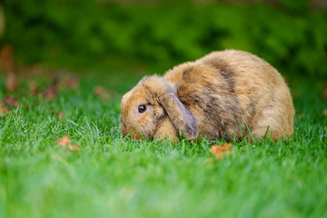 Fototapeta premium Portrait of a rabbit walking on the grass 4