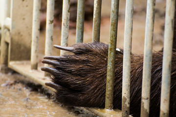 Bears bear a brown bear behind bars