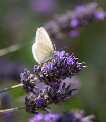 White butterfly feeding on lavender plant