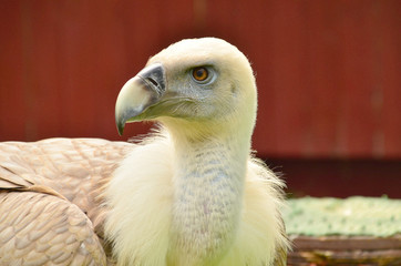 griffon vulture