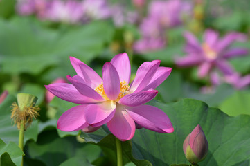 Blooming lotus flowers in the park