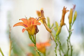 Lovely orange exotic tropical flower 2