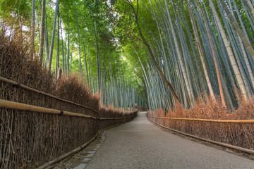 Bamboo Path in Arashiyama Kyoto Japan