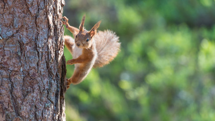 Red squirrel climbing on a tree