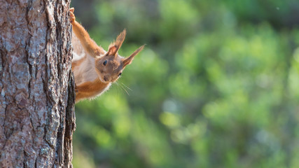 Red squirrel looking over from a tree