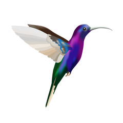 Colorful colibri bird, vector