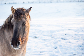 Obraz na płótnie Canvas Horse in the winter enjoy sun